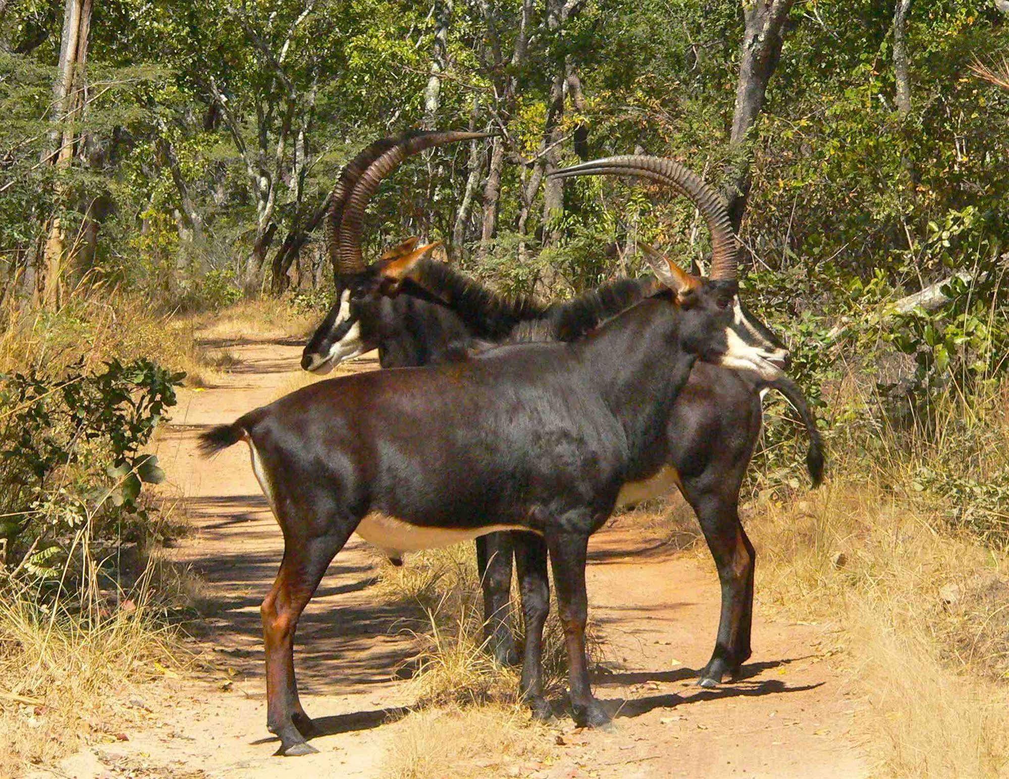 Hotel Bongwe Kafue Camp Esterno foto