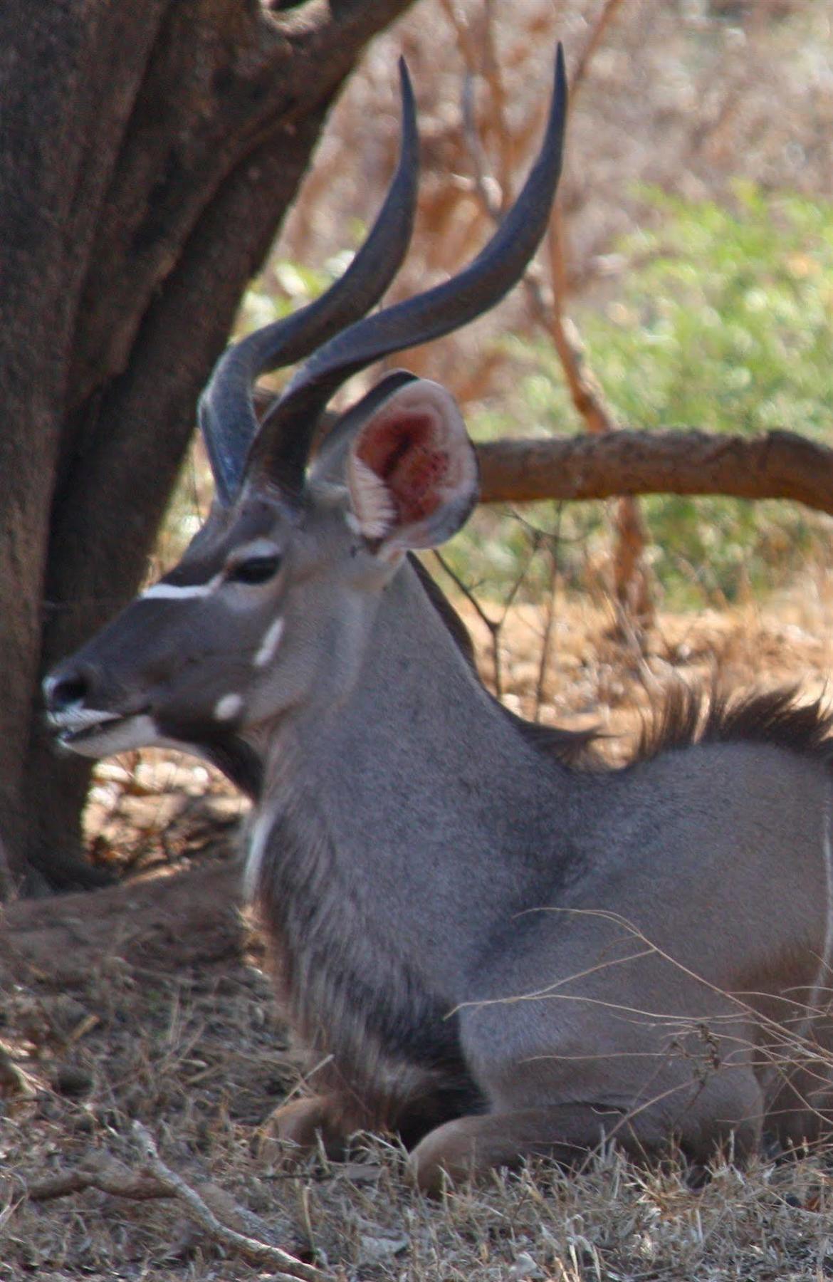 Hotel Bongwe Kafue Camp Esterno foto